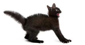 Profile of Frightened black kitten standing with mouth open.